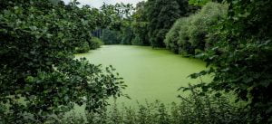 Algen in water